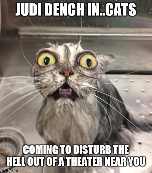 Wet Scary Cat | JUDI DENCH IN..CATS; COMING TO DISTURB THE HELL OUT OF A THEATER NEAR YOU | image tagged in wet scary cat | made w/ Imgflip meme maker