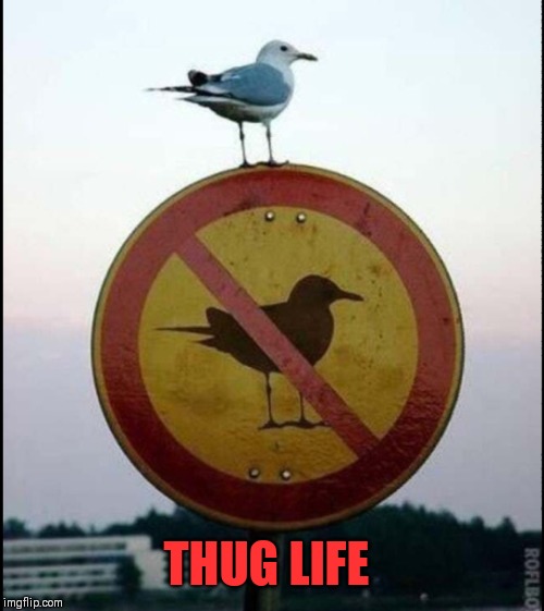 Obeying signs? Ain't nobody got time for that! | THUG LIFE | image tagged in memes,thug life,signs,aint nobody got time for that,44colt,birds | made w/ Imgflip meme maker