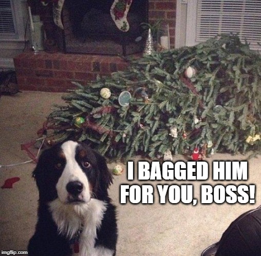 Enemy down! Nothing new to report | I BAGGED HIM FOR YOU, BOSS! | image tagged in dog christmas tree,memes | made w/ Imgflip meme maker