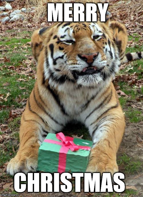 Christmas | MERRY; CHRISTMAS | image tagged in memes,christmas,big cat | made w/ Imgflip meme maker