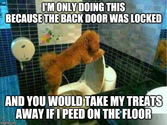 I'M ONLY DOING THIS BECAUSE THE BACK DOOR WAS LOCKED; AND YOU WOULD TAKE MY TREATS AWAY IF I PEED ON THE FLOOR | image tagged in dogs | made w/ Imgflip meme maker