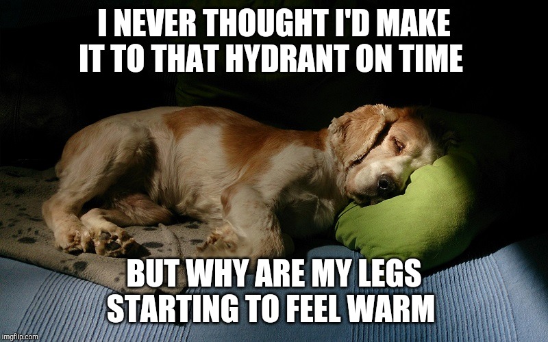 I NEVER THOUGHT I'D MAKE IT TO THAT HYDRANT ON TIME; BUT WHY ARE MY LEGS STARTING TO FEEL WARM | image tagged in dogs | made w/ Imgflip meme maker
