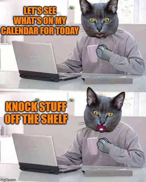 It's gonna be a good day | LET'S SEE WHAT'S ON MY CALENDAR FOR TODAY; KNOCK STUFF OFF THE SHELF | image tagged in memes,cats,cat memes,funny cat memes,cat | made w/ Imgflip meme maker