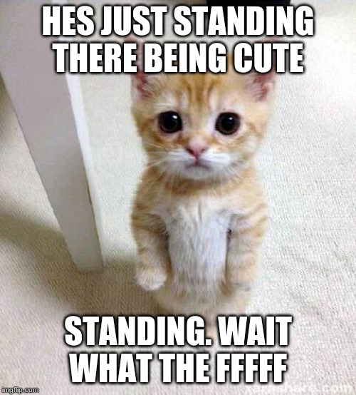 Cute Cat Meme | HES JUST STANDING THERE BEING CUTE; STANDING. WAIT WHAT THE FFFFF | image tagged in memes,cute cat | made w/ Imgflip meme maker