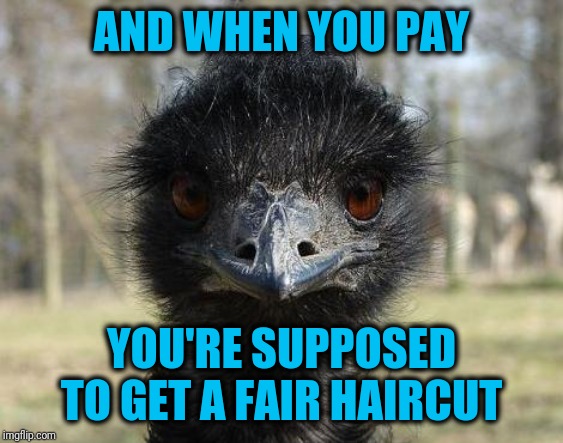 Bad News Emu | AND WHEN YOU PAY YOU'RE SUPPOSED TO GET A FAIR HAIRCUT | image tagged in bad news emu | made w/ Imgflip meme maker