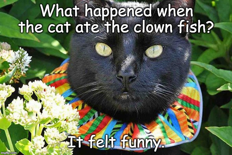 clown cat | What happened when the cat ate the clown fish? It felt funny. | image tagged in cat | made w/ Imgflip meme maker