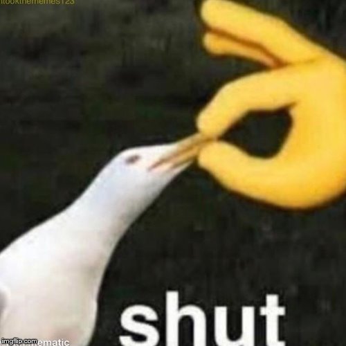 Shut Gull | image tagged in shut gull | made w/ Imgflip meme maker