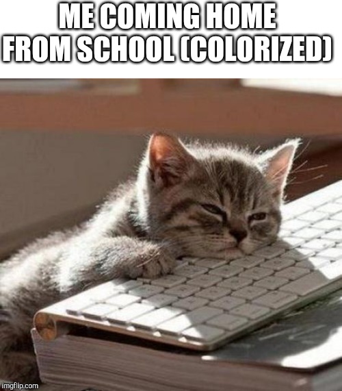 tired cat | ME COMING HOME FROM SCHOOL (COLORIZED) | image tagged in tired cat | made w/ Imgflip meme maker