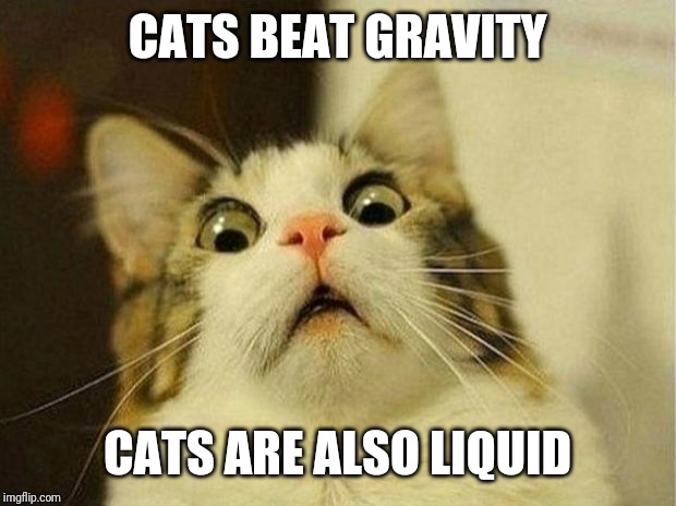 Scared Cat Meme | CATS BEAT GRAVITY CATS ARE ALSO LIQUID | image tagged in memes,scared cat | made w/ Imgflip meme maker