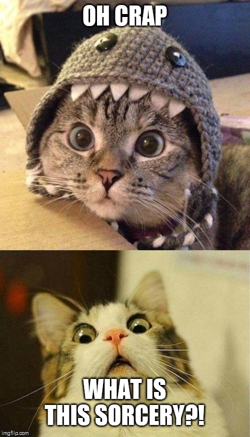 OH CRAP; WHAT IS THIS SORCERY?! | image tagged in memes,scared cat,cat shark | made w/ Imgflip meme maker