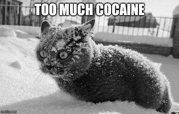 So Much Cocaine Cat Imgflip