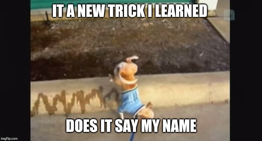 IT A NEW TRICK I LEARNED; DOES IT SAY MY NAME | image tagged in dogs,pee | made w/ Imgflip meme maker