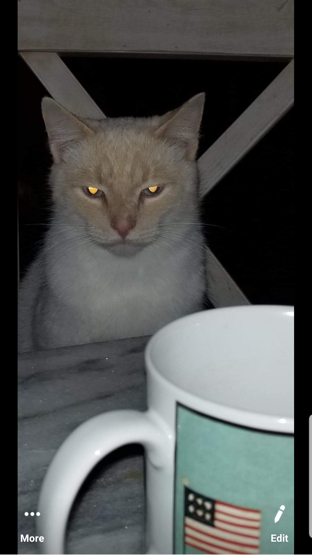 #TRUMPYCAT2020#MAGA Blank Meme Template