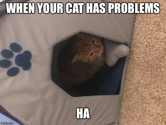 WHEN YOUR CAT HAS PROBLEMS; HA | image tagged in grumpy cat | made w/ Imgflip meme maker