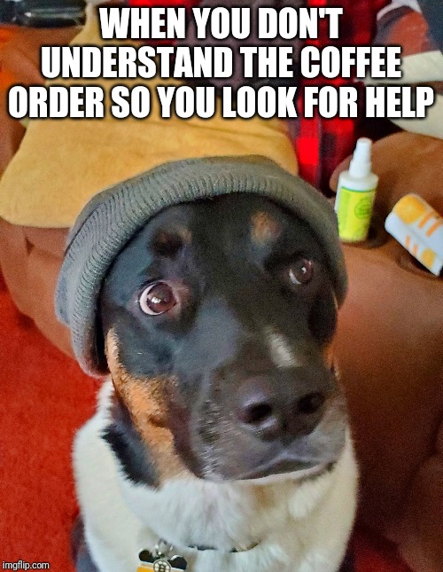 Doggo help | WHEN YOU DON'T UNDERSTAND THE COFFEE ORDER SO YOU LOOK FOR HELP | image tagged in funny memes,help me | made w/ Imgflip meme maker