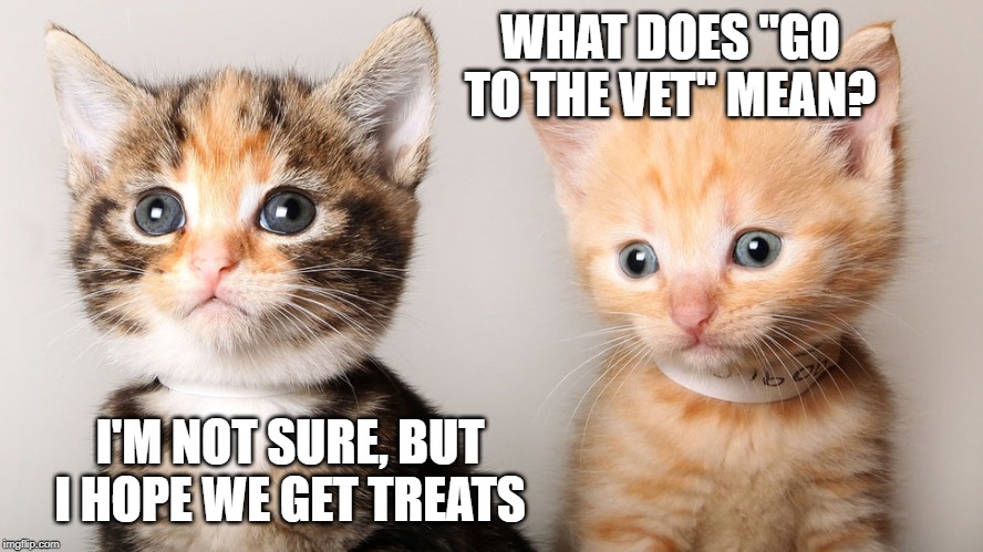 go to the vet? | WHAT DOES "GO TO THE VET" MEAN? I'M NOT SURE, BUT I HOPE WE GET TREATS | image tagged in vet trip,cat humor,cute littehs | made w/ Imgflip meme maker