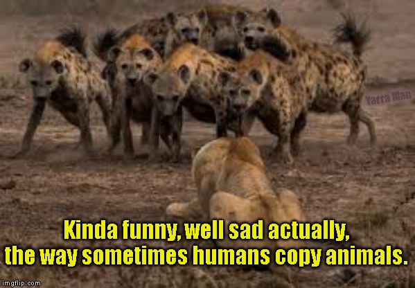 Hyenas attack | Yarra Man; Kinda funny, well sad actually, the way sometimes humans copy animals. | image tagged in hyenas attack | made w/ Imgflip meme maker