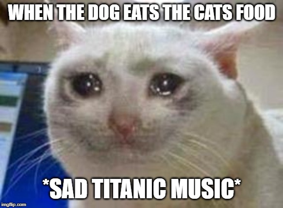 Sad cat | WHEN THE DOG EATS THE CATS FOOD; *SAD TITANIC MUSIC* | image tagged in sad cat | made w/ Imgflip meme maker