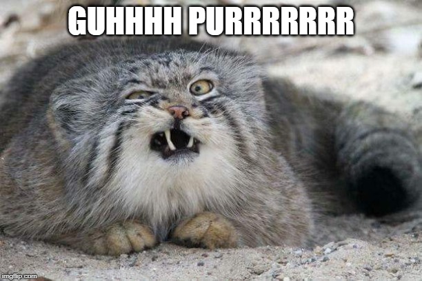 A Special Cat | GUHHHH PURRRRRRR | image tagged in funny cat | made w/ Imgflip meme maker