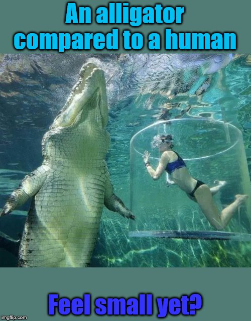 Alligator Up Close and Compared to a Human | An alligator compared to a human; Feel small yet? | image tagged in alligator,human,comparison,small,giant | made w/ Imgflip meme maker