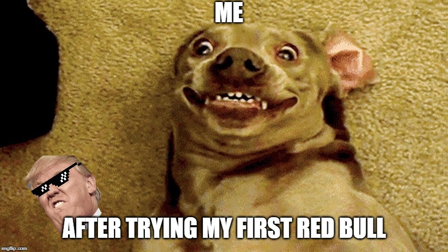ME; AFTER TRYING MY FIRST RED BULL | image tagged in crazy dog | made w/ Imgflip meme maker