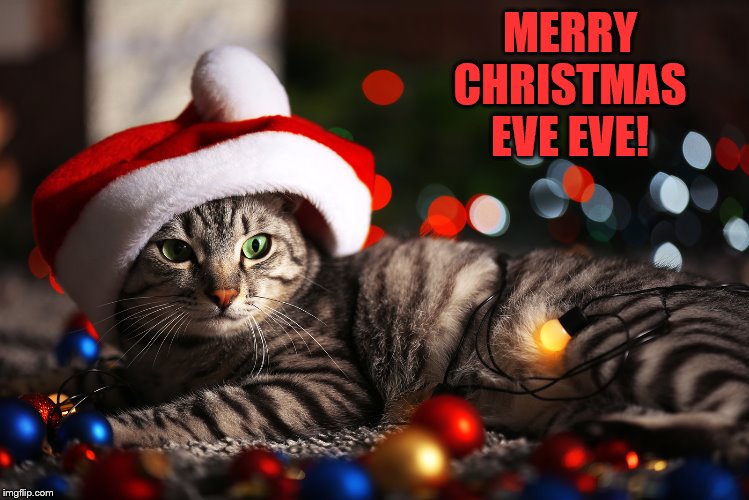 Tomorrow is Christmas Eve already! | MERRY CHRISTMAS EVE EVE! | image tagged in christmas eve,christmas,merry christmas,cats | made w/ Imgflip meme maker