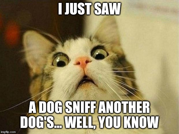 Scared Cat Meme | I JUST SAW; A DOG SNIFF ANOTHER DOG'S... WELL, YOU KNOW | image tagged in memes,scared cat | made w/ Imgflip meme maker