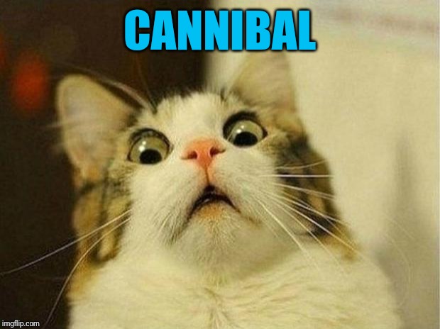 Scared Cat Meme | CANNIBAL | image tagged in memes,scared cat | made w/ Imgflip meme maker