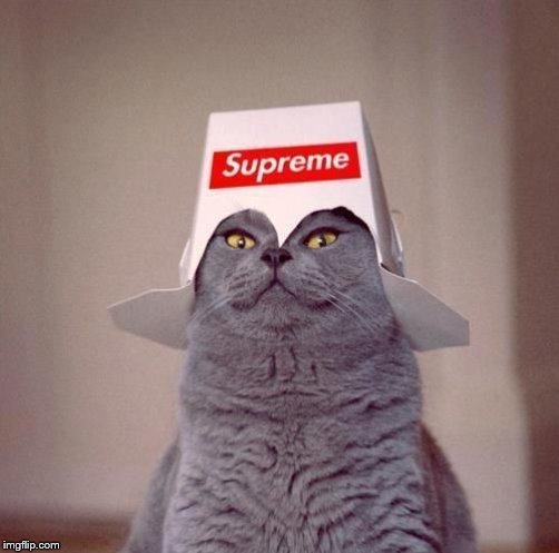 the supreme cat | image tagged in the supreme cat | made w/ Imgflip meme maker