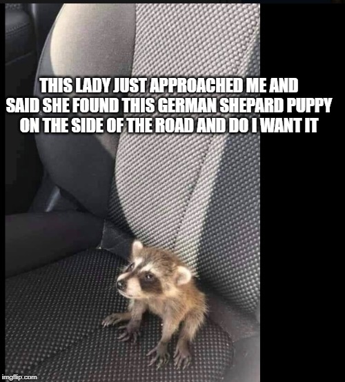 puppy | THIS LADY JUST APPROACHED ME AND SAID SHE FOUND THIS GERMAN SHEPARD PUPPY ON THE SIDE OF THE ROAD AND DO I WANT IT | image tagged in puppy | made w/ Imgflip meme maker