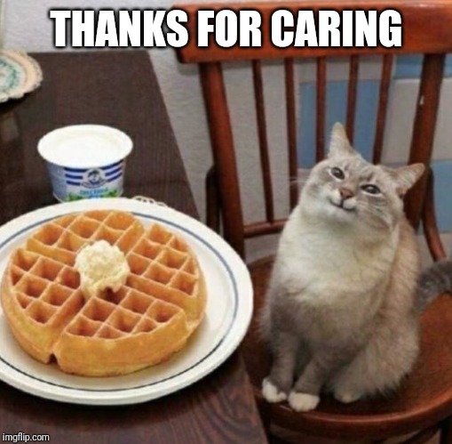 Kitty happy with their waffle | THANKS FOR CARING | image tagged in kitty happy with their waffle | made w/ Imgflip meme maker