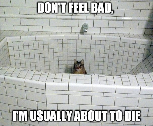 Nihilist Empty Bath Cat | DON'T FEEL BAD, I'M USUALLY ABOUT TO DIE | image tagged in nihilist empty bath cat | made w/ Imgflip meme maker