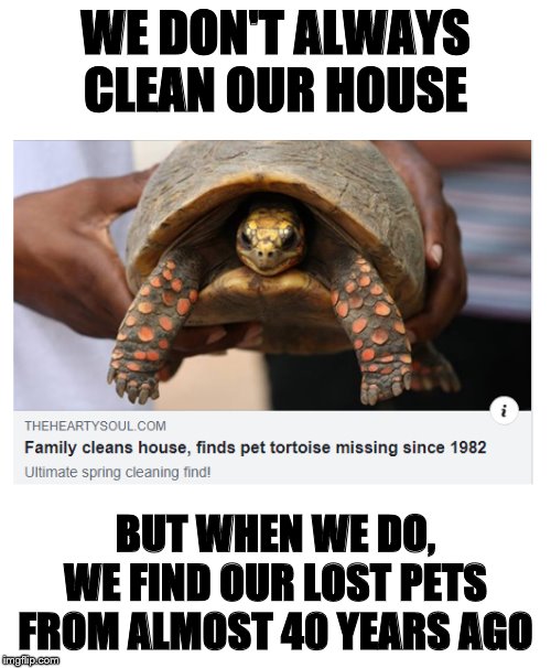 found lost pet turtle from 1982 | WE DON'T ALWAYS CLEAN OUR HOUSE; BUT WHEN WE DO, WE FIND OUR LOST PETS FROM ALMOST 40 YEARS AGO | image tagged in per,turtle,lost pets,tortiose,dirty house,cleaning | made w/ Imgflip meme maker