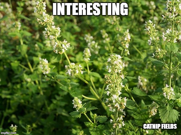 INTERESTING CATNIP FIELDS | made w/ Imgflip meme maker