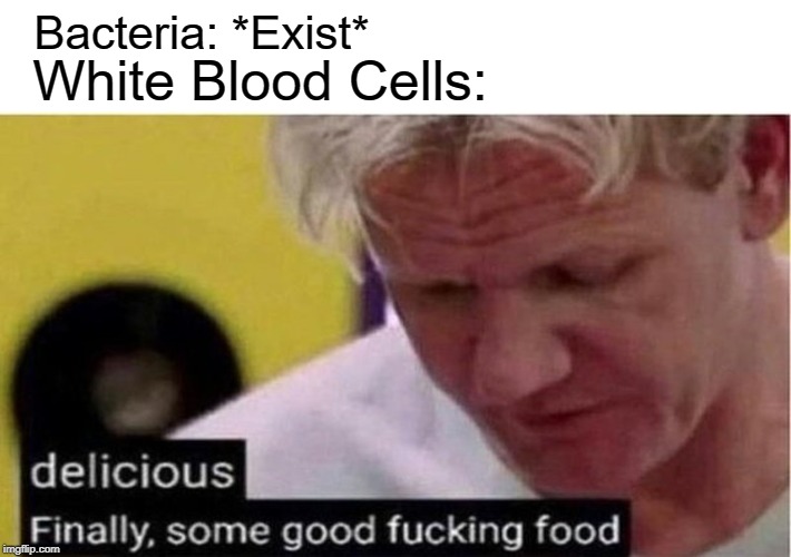 This is some gourmet shit right here. | Bacteria: *Exist*; White Blood Cells: | image tagged in gordon ramsay some good food,memes,funny,chef gordon ramsay,bacteria | made w/ Imgflip meme maker
