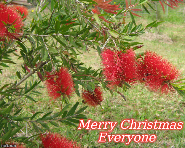 Merry Christmas Everyone | Merry Christmas
Everyone | image tagged in merry christmas,flowers | made w/ Imgflip meme maker