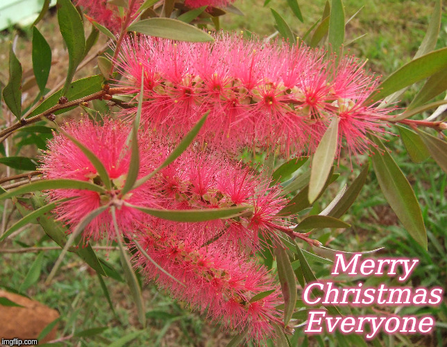 Merry Christmas Everyone | Merry   
 Christmas
Everyone | image tagged in merry christmas,flowers,memes | made w/ Imgflip meme maker