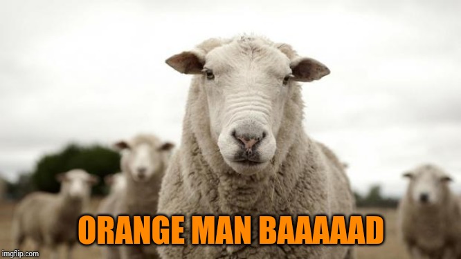 Sheep | ORANGE MAN BAAAAAD | image tagged in sheep | made w/ Imgflip meme maker