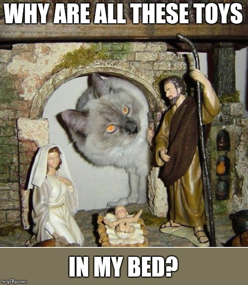 WHY ARE ALL THESE TOYS; IN MY BED? | image tagged in cats,funny cats,christmas | made w/ Imgflip meme maker