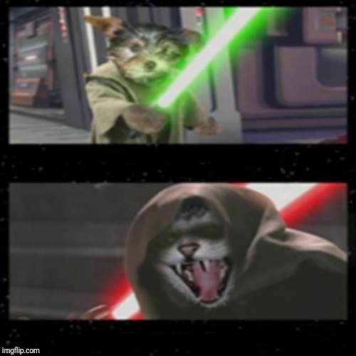 Dog Vs Cat Lightsabers | image tagged in dog vs cat lightsabers | made w/ Imgflip meme maker