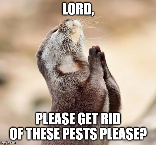 animal praying | LORD, PLEASE GET RID OF THESE PESTS PLEASE? | image tagged in animal praying | made w/ Imgflip meme maker