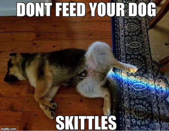 Taste The Rainbow | image tagged in dog,skittles | made w/ Imgflip meme maker