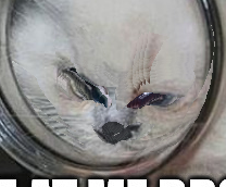 yuumi in jar cat meme banshei veil Blank Meme Template