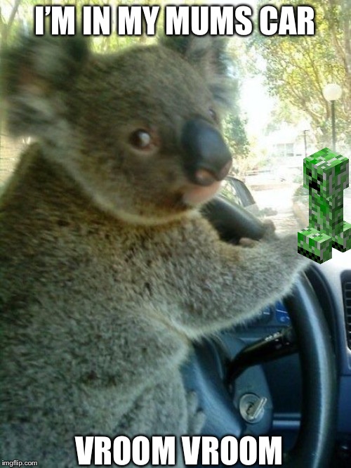 Driving koala  | I’M IN MY MUMS CAR; VROOM VROOM | image tagged in driving koala | made w/ Imgflip meme maker