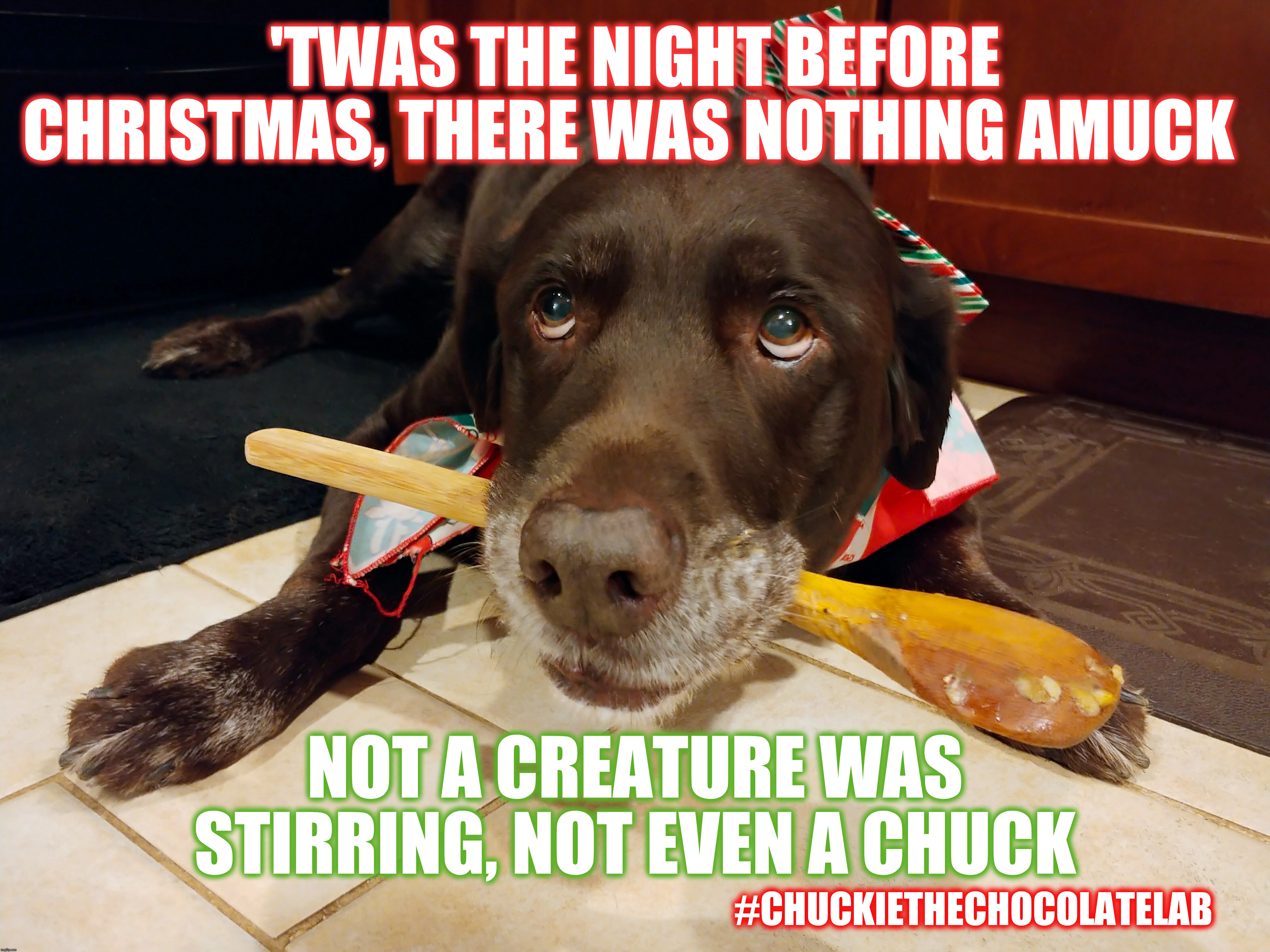 Twas the night before Christmas | 'TWAS THE NIGHT BEFORE CHRISTMAS, THERE WAS NOTHING AMUCK; NOT A CREATURE WAS STIRRING, NOT EVEN A CHUCK; #CHUCKIETHECHOCOLATELAB | image tagged in chuckie the chocolate lab,chuck,dogs,memes,christmas,twas the night before christmas | made w/ Imgflip meme maker