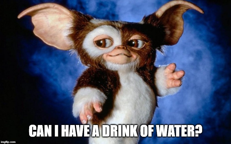 gizmo wants water | CAN I HAVE A DRINK OF WATER? | image tagged in gizmo,water,gremlins | made w/ Imgflip meme maker