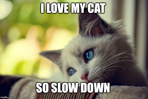 First World Problems Cat Meme | I LOVE MY CAT; SO SLOW DOWN | image tagged in memes,first world problems cat | made w/ Imgflip meme maker