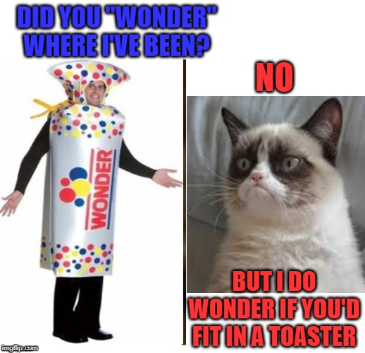 Wonder boy | DID YOU "WONDER" WHERE I'VE BEEN? NO; BUT I DO WONDER IF YOU'D FIT IN A TOASTER | image tagged in funny memes,cat memes,grumpy cat,cat,bread | made w/ Imgflip meme maker