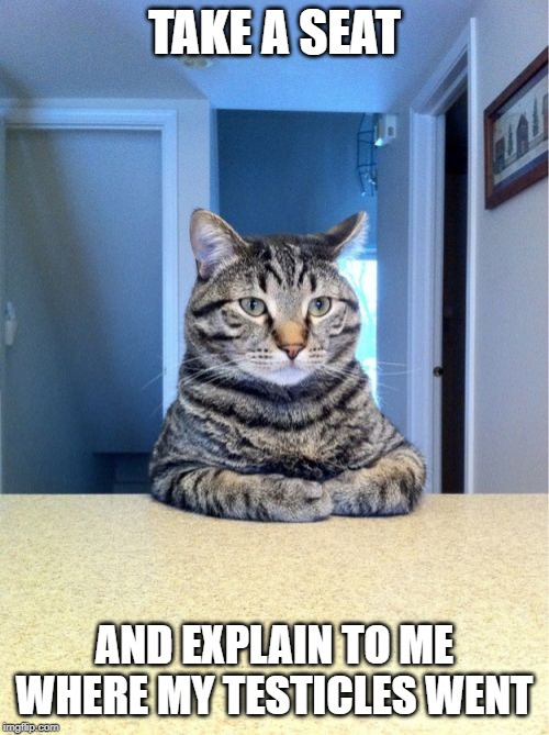 Take A Seat Cat Meme | TAKE A SEAT; AND EXPLAIN TO ME WHERE MY TESTICLES WENT | image tagged in memes,take a seat cat | made w/ Imgflip meme maker