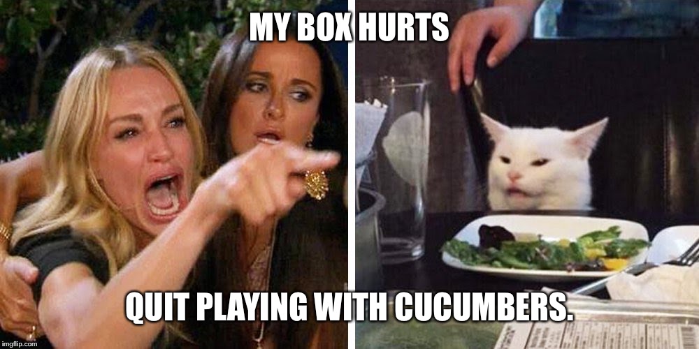 Smudge the cat | MY BOX HURTS; QUIT PLAYING WITH CUCUMBERS. | image tagged in smudge the cat | made w/ Imgflip meme maker